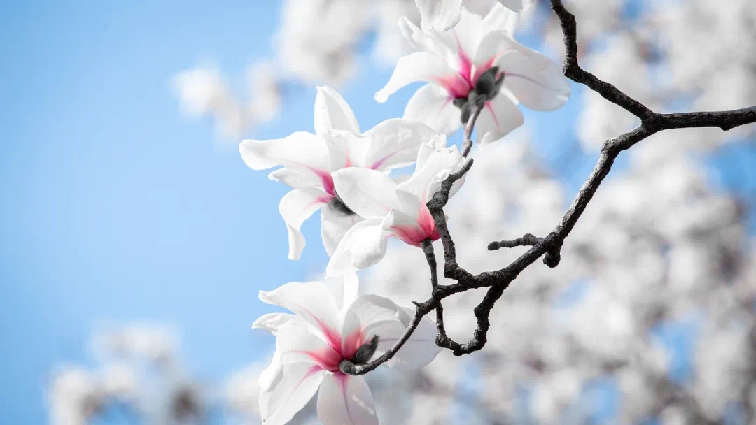 Best spots to view magnolia flowers