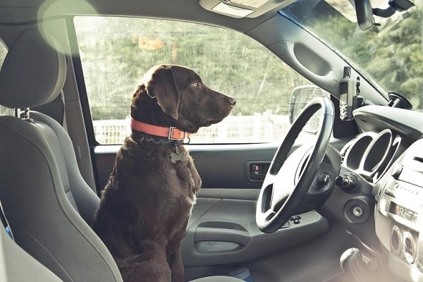 Didi rolls out pet-friendly ride service