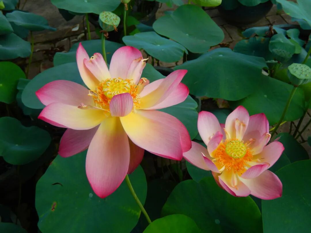 13th Shanghai Lotus and Water Lily Exhibition.jpg