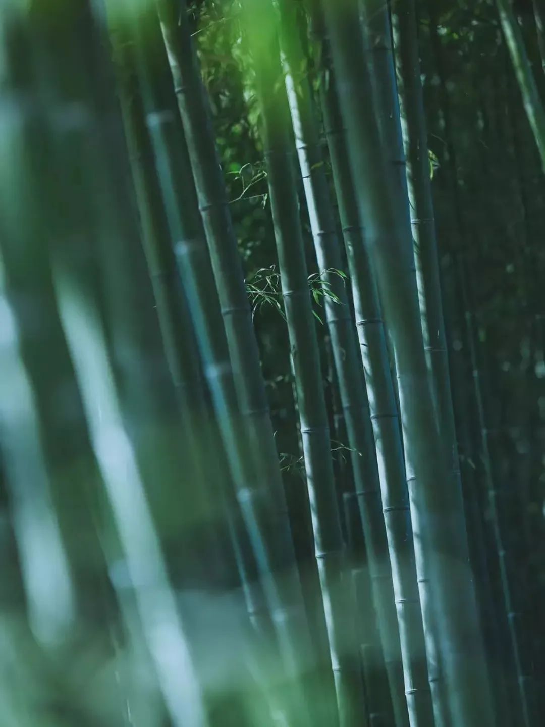 Dark green bamboo groves at the park.jpg