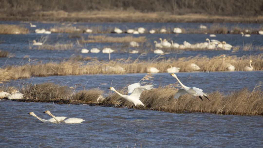 Flocks of migratory birds gather at Dongtan Wetland.jpg