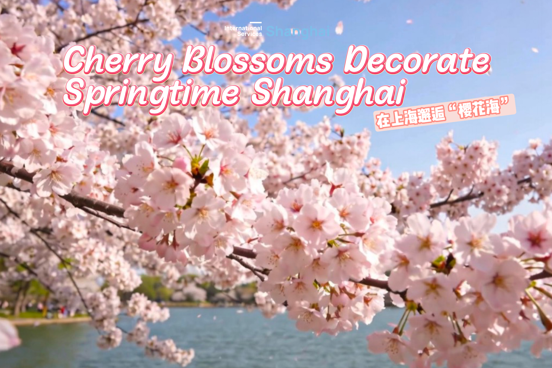 Cherry blossoms decorate springtime Shanghai