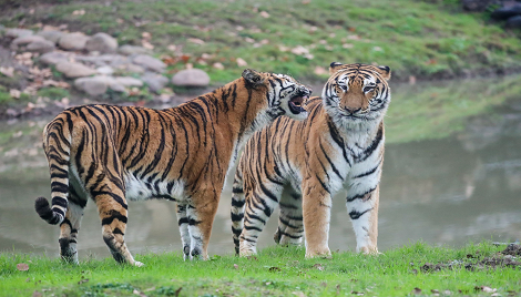 Shanghai Wild Animal Park 2.jpg