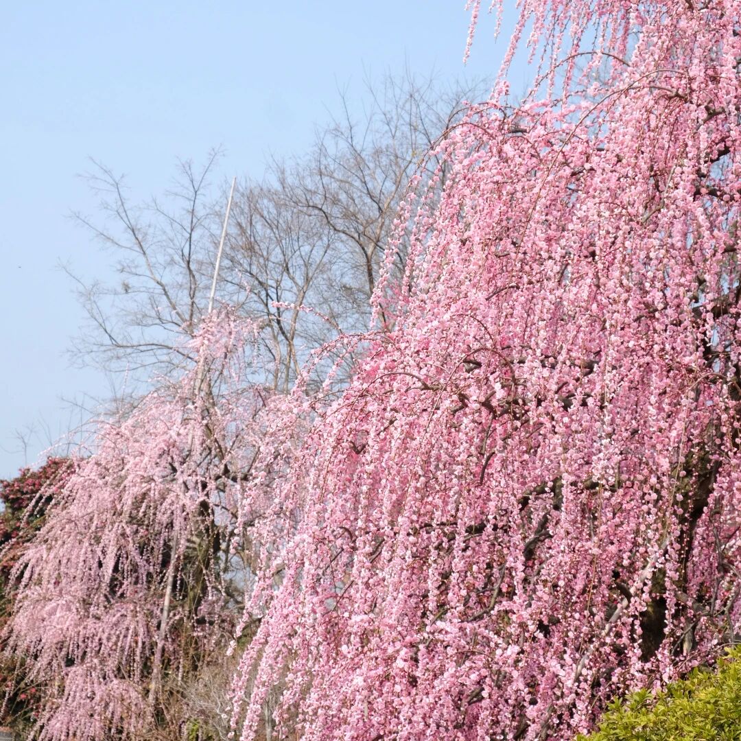 Hikers can encounter the plum trees in full bloom in the park.jpg