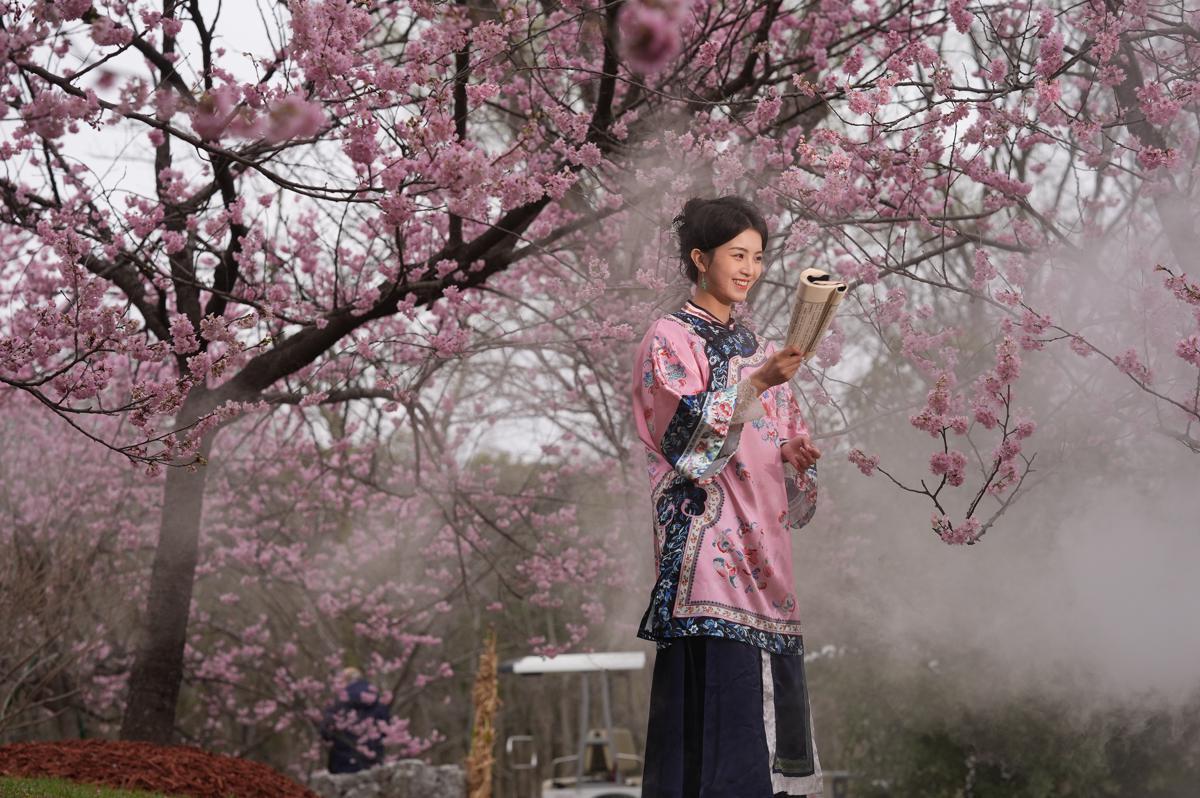 2026 Shanghai Cherry Blossom Festival3.jpeg