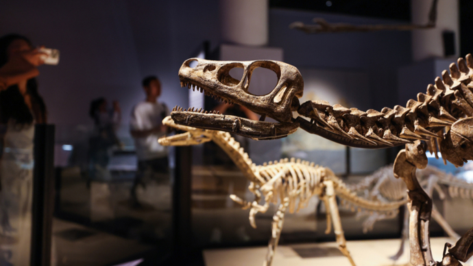 Rare dinosaur specimens to be shown at Shanghai Natural History Museum