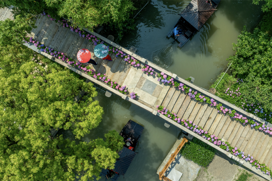 Hydrangea festival blooms again in Qingpu for a two-month run