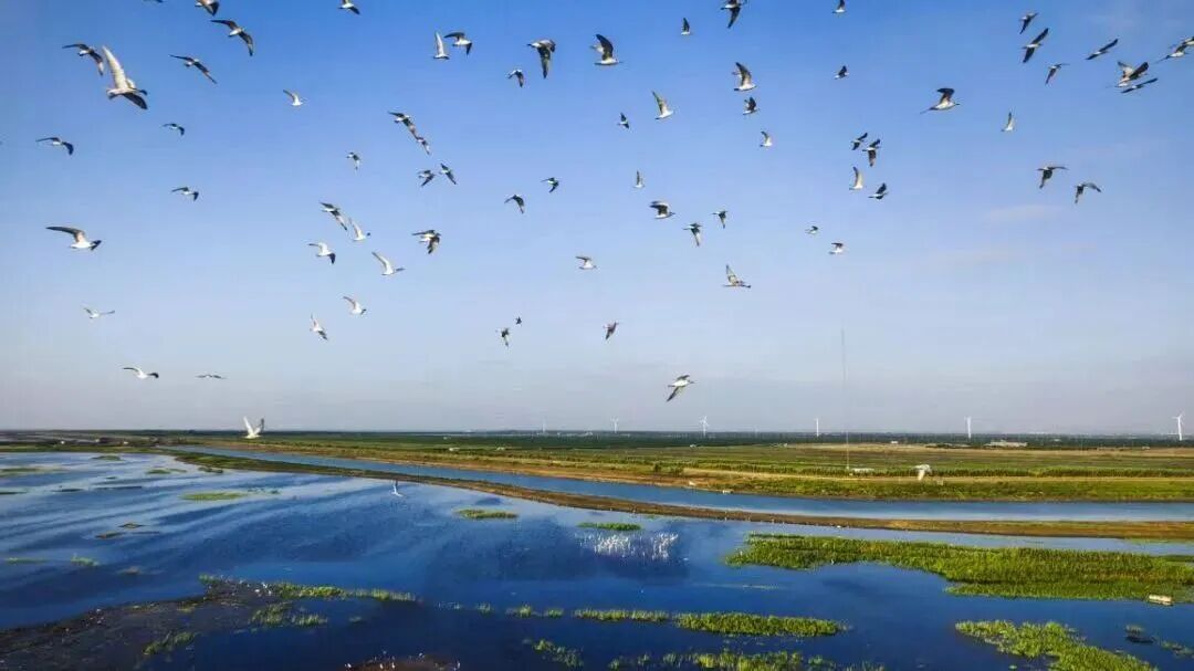 Dongtan Wetland Park.jpg