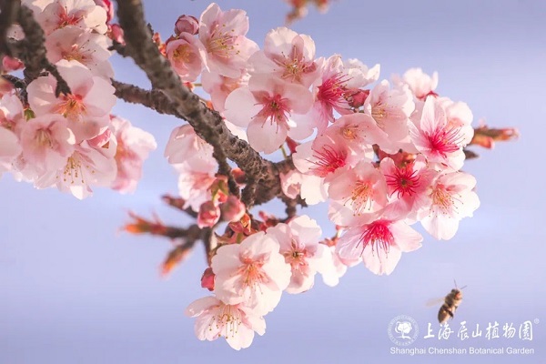 Shanghai Chenshan Botanical Garden hosts cherry blossom festival