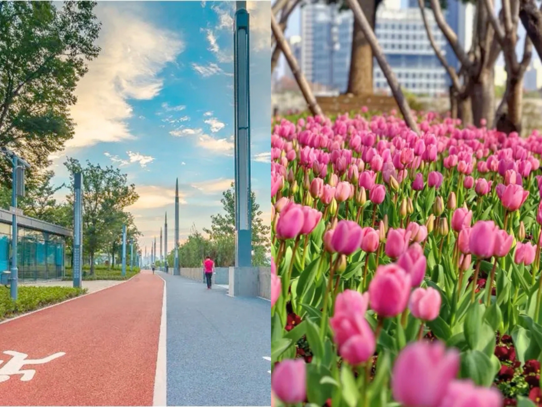 Riders may spot tulips in full bloom along the greenway.jpg