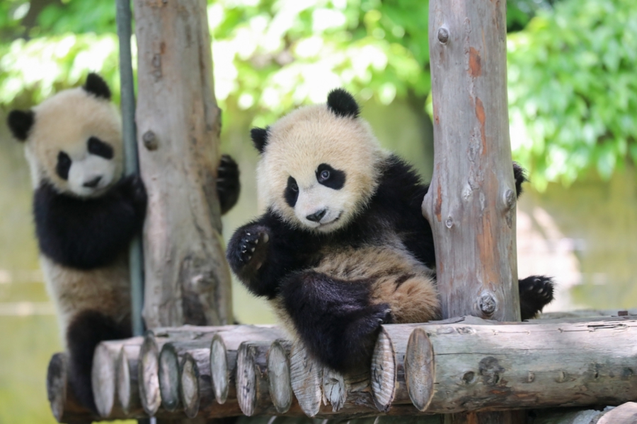 Shanghai Wild Animal Park welcomes May Day holiday with new stars, parade