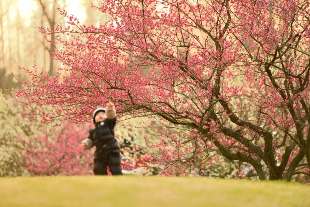 Top plum blossom viewing spots