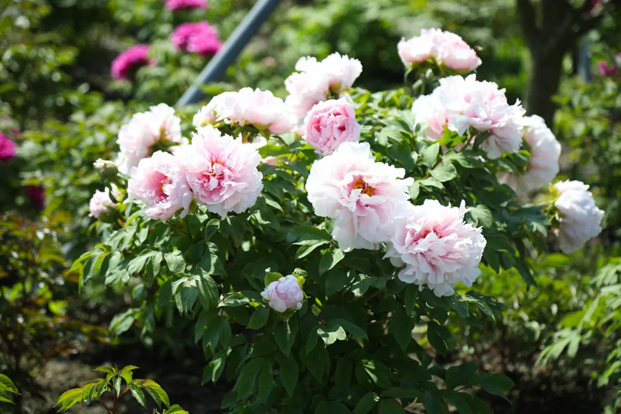 Blooming peonies..jpg