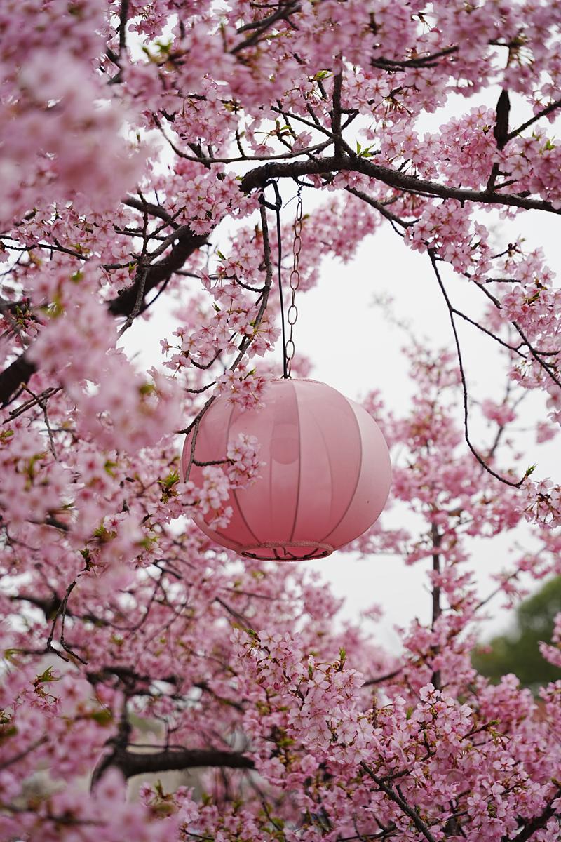 2026 Shanghai Cherry Blossom Festival2.jpeg