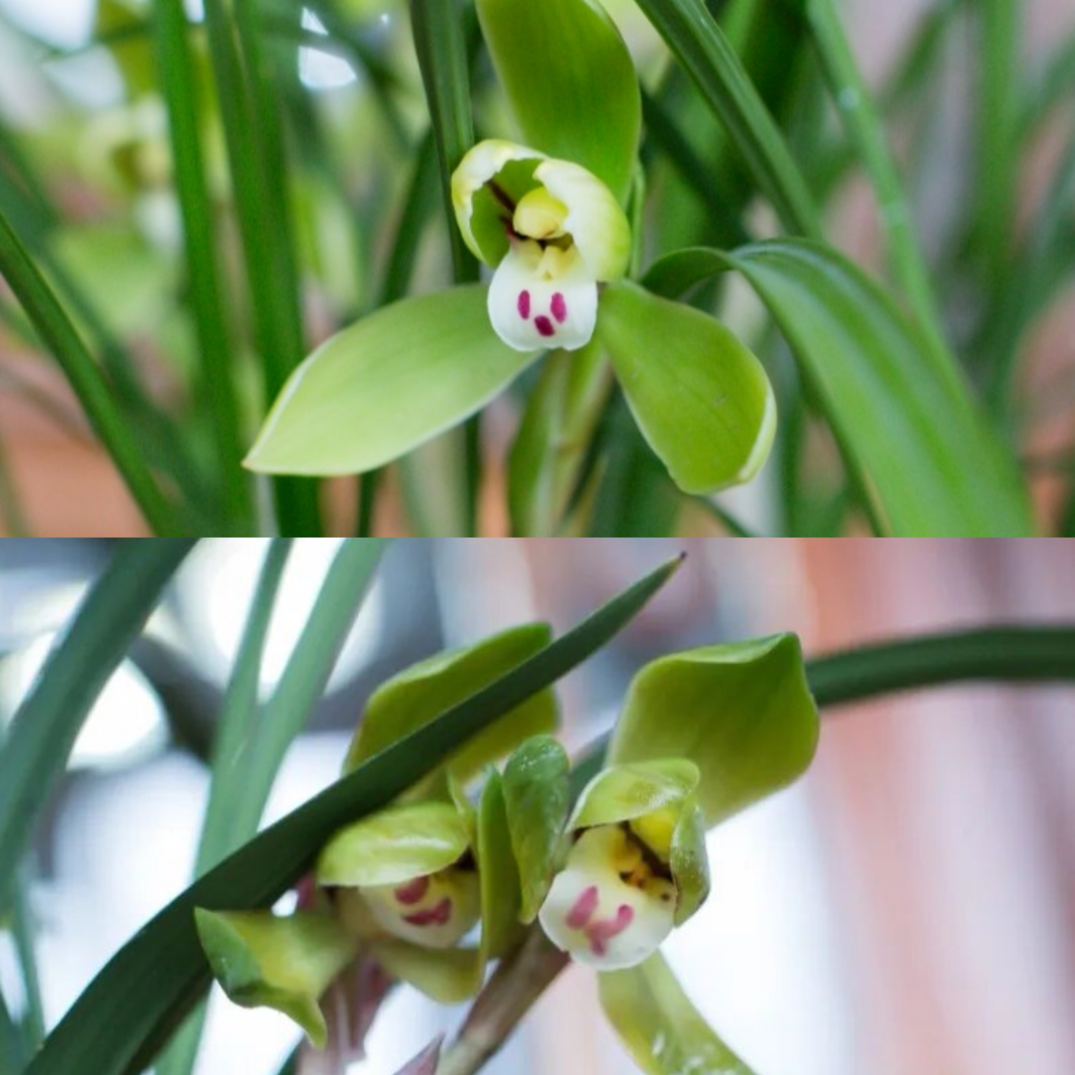 The 3rd Shanghai Spring Orchid Exhibition.jpg