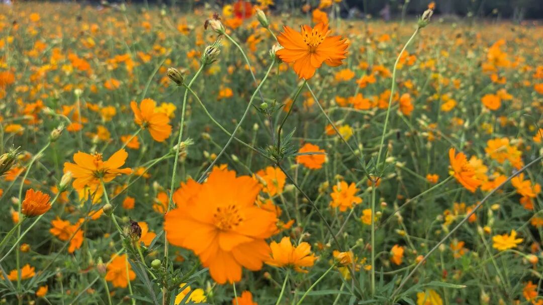 A sea of cosmos in Shenyang village.jpg