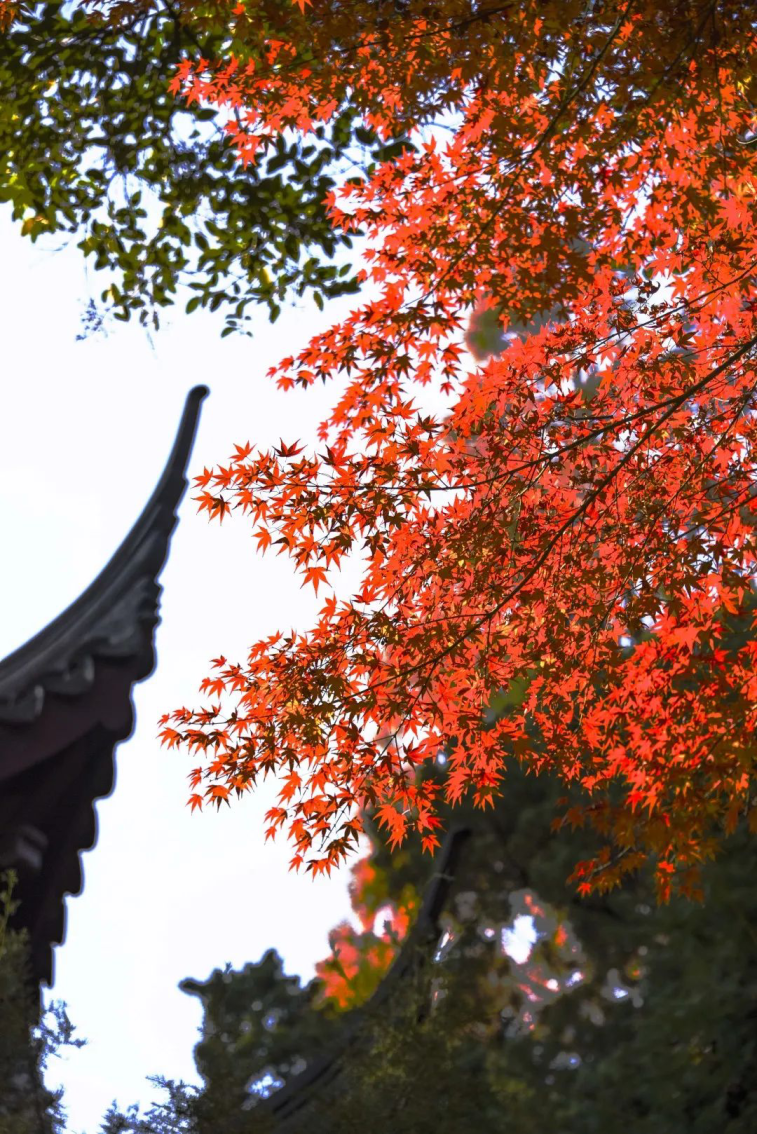 Dense red foliage in Qushui Garden.png