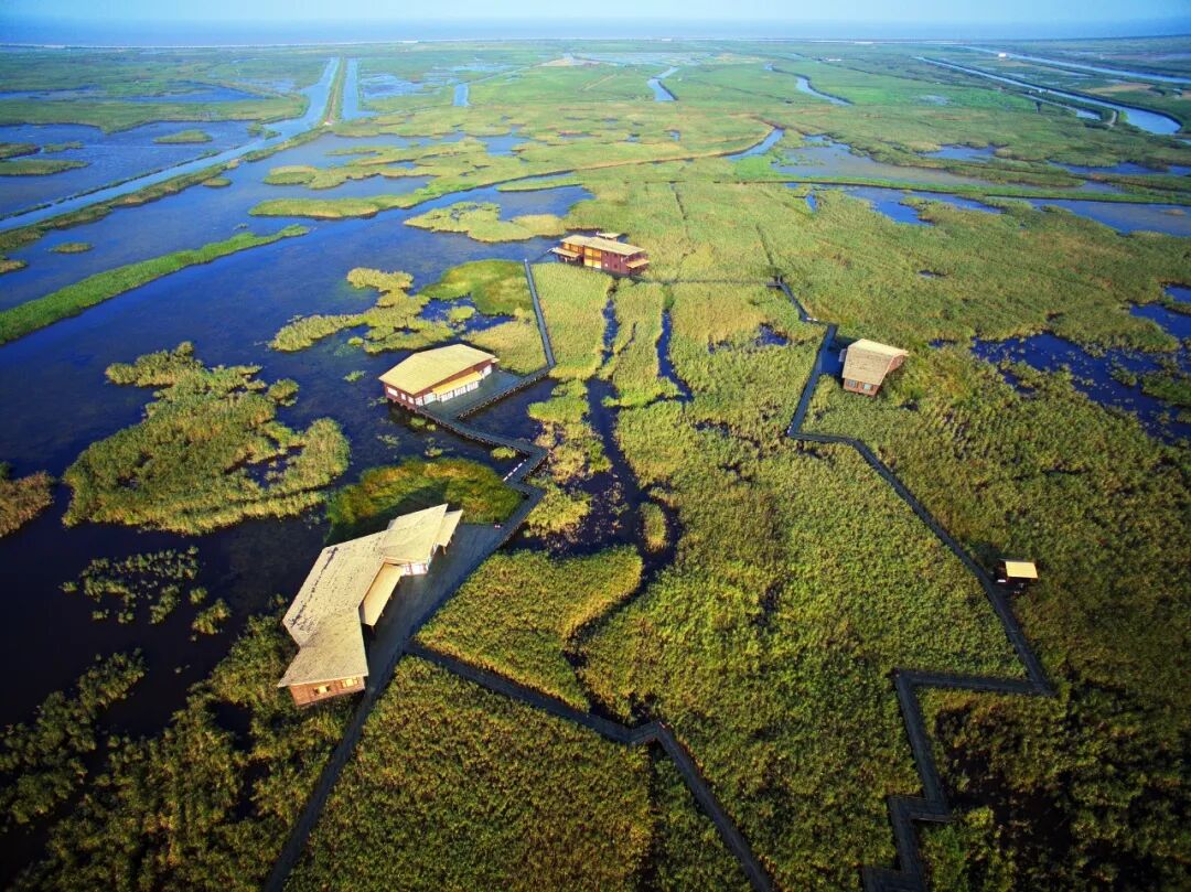 An aerial view of Dongtan wetland area..jpg