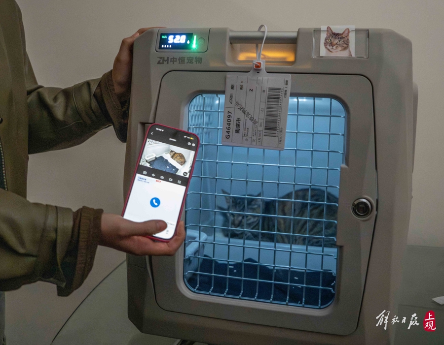 A cat gets ready for its train trip from Shanghai to Beijing
