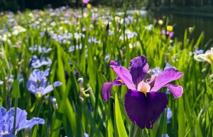 Shanghai park hosts 2nd iris culture festival