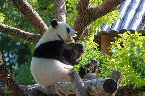 Shanghai Wild Animal Park2.jpg