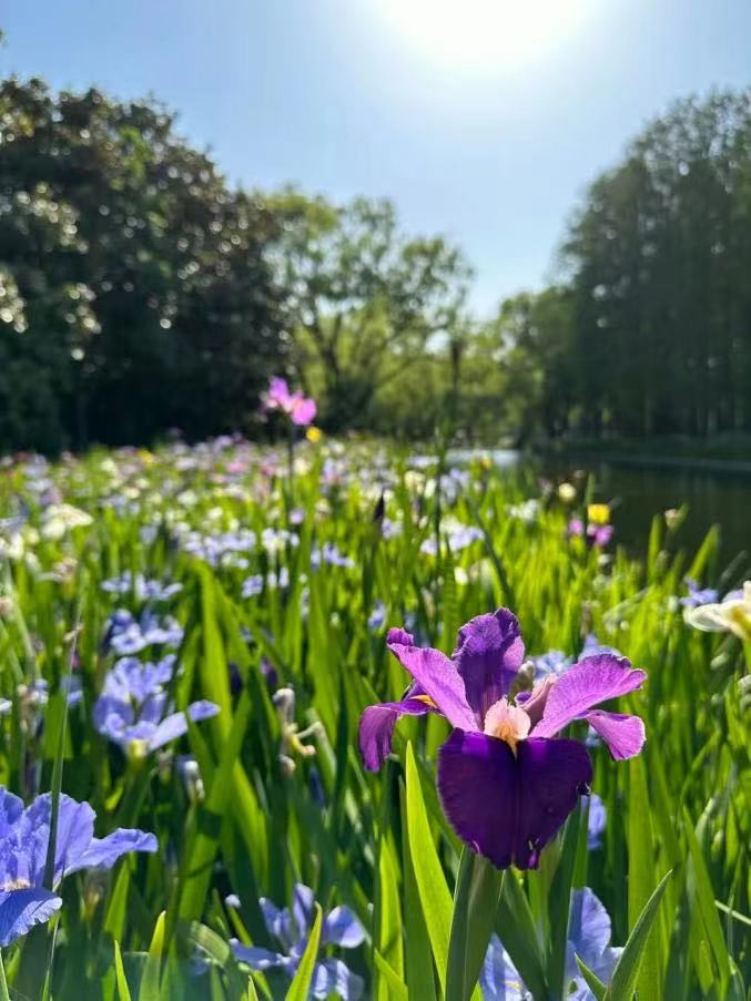 Shanghai park hosts 2nd iris culture festival2.jpg