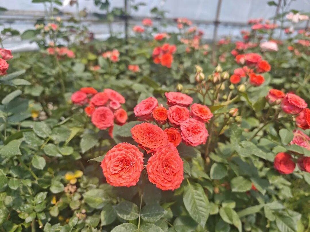 种花人家.jpg